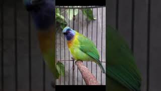 Download lagu cucak kinoi gacor #pancingancucakkinoi mp3