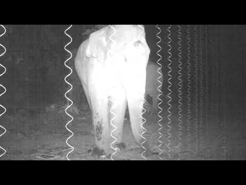 Hanging Fences Protect People and Elephants in Manas