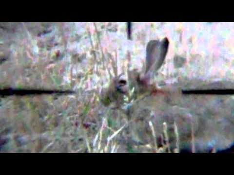 More Pellet Power & Performance: Roy on Rabbits