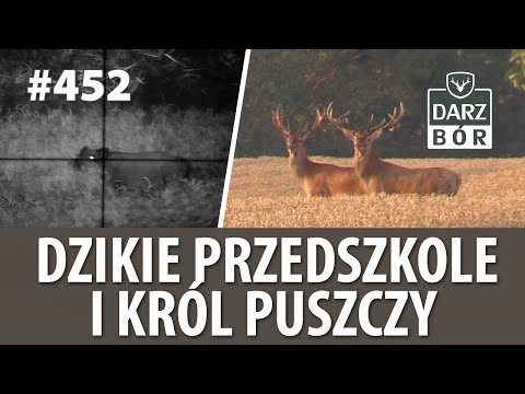 Darz Bór odc 452 Dziki. Warchlaki, lochy i przelatki w pszenicy. Czy to król puszczy ?