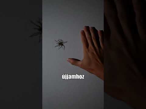 Találtunk Egy Gigantikus Pókot!