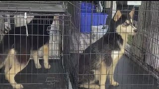 10 dogs, fish, eel removed from Youngstown home