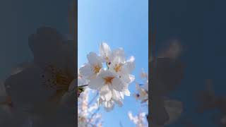 Download lagu Bunga Sakura | Suasana Jepang | JAPAN VIBES #shorts mp3