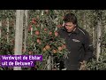 De Elstar-appel is passé, lang leve de peer