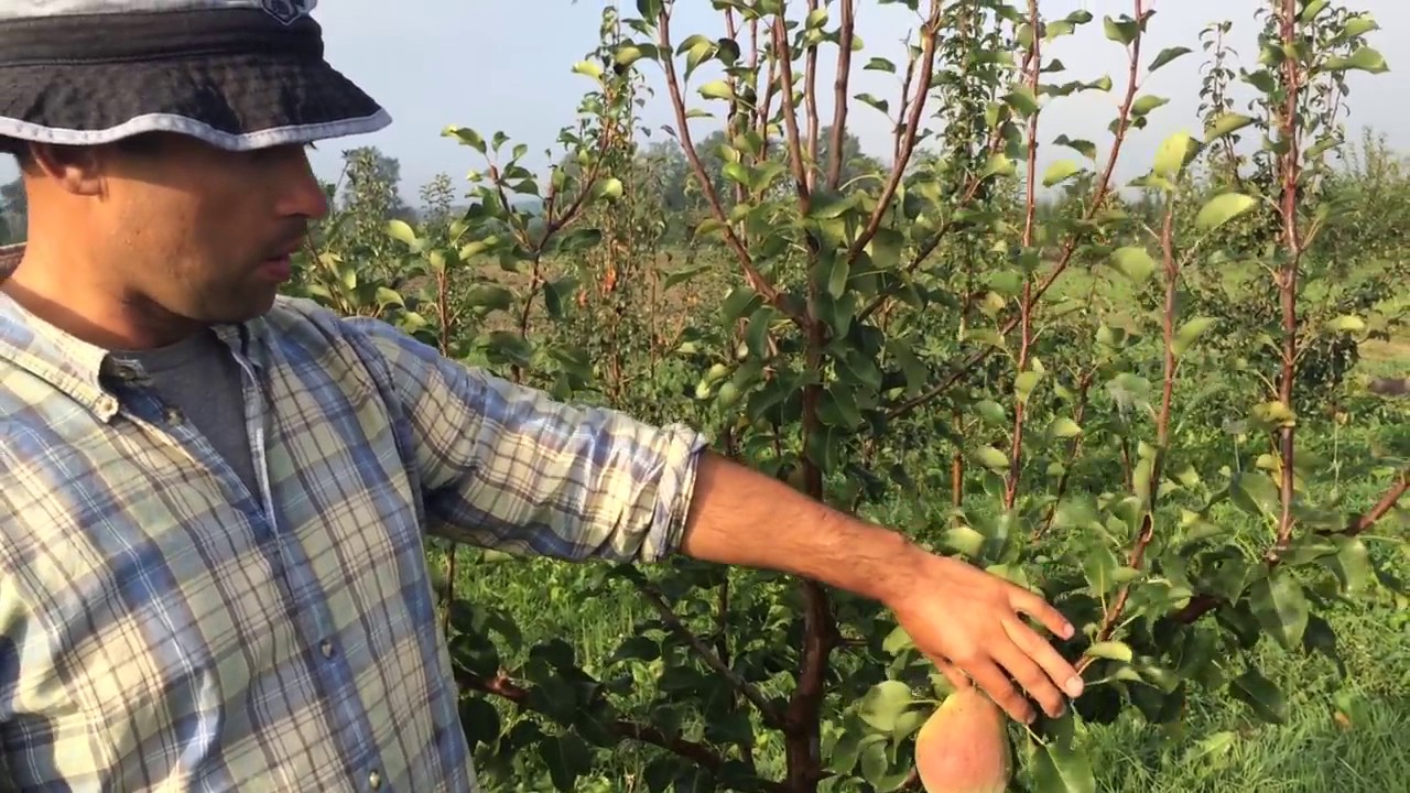 Груша осенняя Татьяна