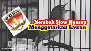 Download lagu Pleci Nembak Wit-Wit Slow Sejalur Menggetarkan Lawan mp3 Download lagu Pleci Nembak Wit-Wit Slow Sejalur Menggetarkan Lawan mp3
