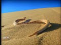 National Geographic Stock Footage Snake 1