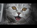 Grey Cat Travel Cage Licked Cutecat Cat Shorts Cat Catlover Fyp Animals