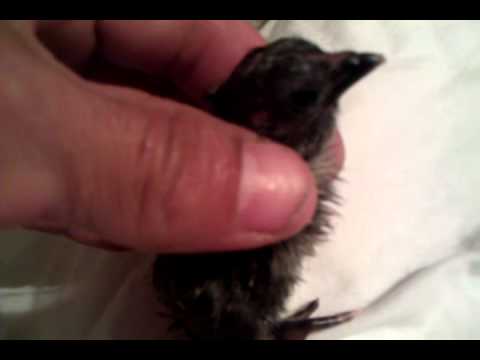 Pure Warhorse Chick - 11-18-2011