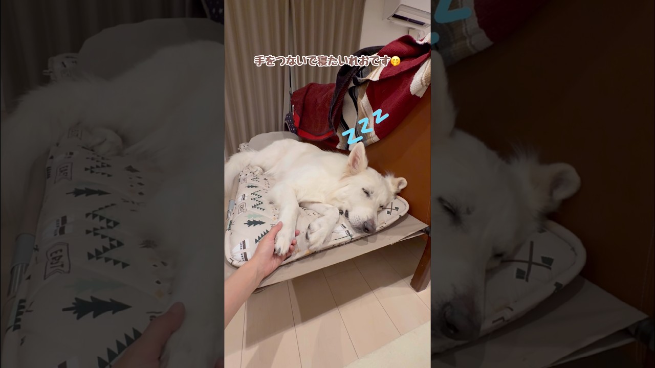 手をつないでほしい時はぎゅーっと握り返してくれる大型犬【ホワイトシェパード】　#shorts
