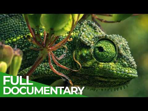 Nature's Greatest Talents: The Ultimate Animal Survival Guide