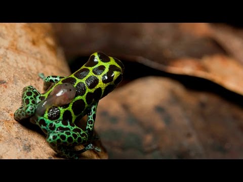 These tadpoles are high-maintenance | Science News