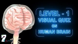 Human Brain Level 01