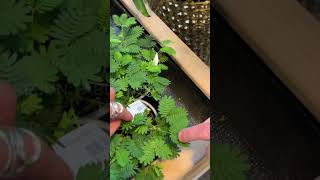 Download lagu The High Price of Mimosa Plants in Switzerland mp3 Download lagu The High Price of Mimosa Plants in Switzerland mp3