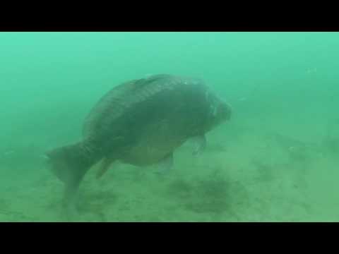 Paasduikje in de Put van Ekeren