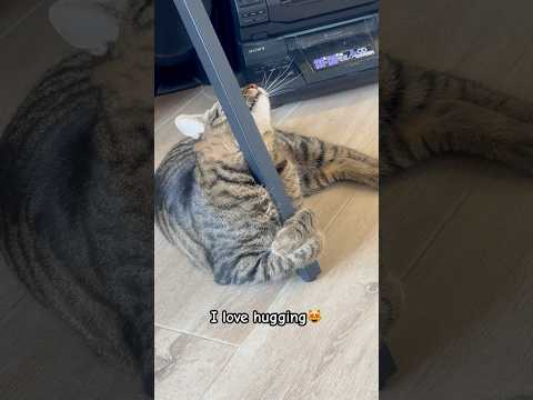 ❤️❤️❤️ #terry #cat #terrylife #catlife #buba #bubacat #thecatterry #batumicat #georgia #batumi