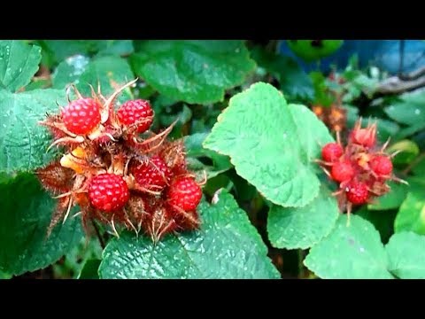 download lagu mp3 mp4 Wineberry Recipes, download lagu Wineberry Recipes gratis, unduh video klip Wineberry Recipes