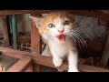 Abandoned Orange Kitten Hissing And Meowing To Me For Food Shorts