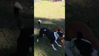 Video preview image #1 Unknown-Vizsla Mix Puppy For Sale in Magnolia Springs, AL, USA