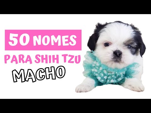 Cute and elegant names for male Shih Tzus.