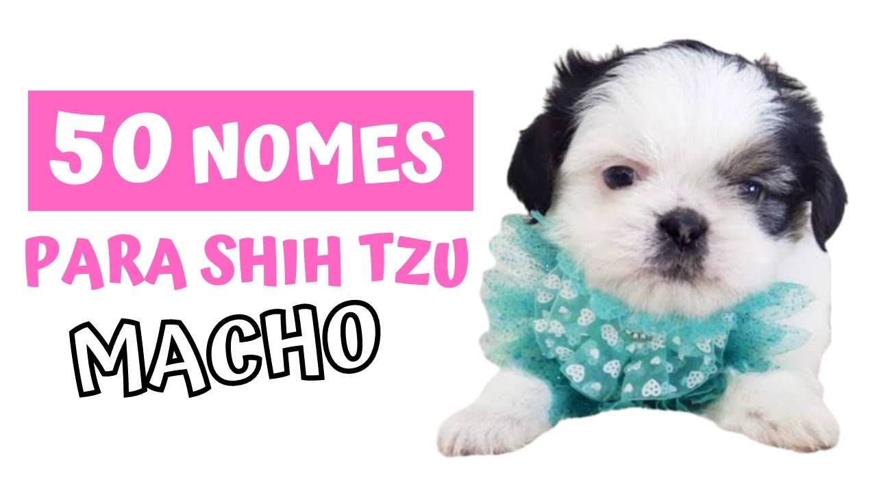 NOMES FOFOS E ELEGANTES PARA SHIH TZU MACHO