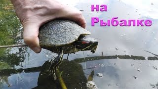 Ссылка