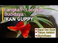 Belajar Budidaya Ikan Guppy Tanpa Aerator