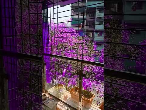 Welcome to purple land!