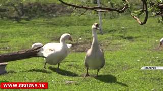 Семья Башаевых из Валерика сделала выбор в пользу домашнего хозяйства