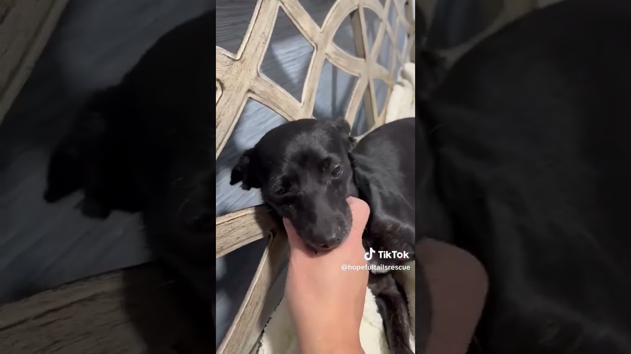 Lulu, a Adoptable mixed breed in Joliet, IL video 2/6