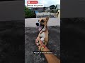 Cute Street Dog Playing With Owner |  Dog Bite my hand