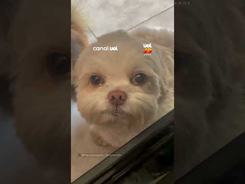 Cachorrinha Shih Tzu faz “chantagem emocional” para passear com tutora