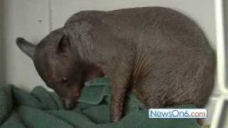 Is This The Dry Gulch Chupacabra?