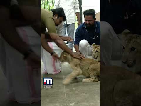 ഹായ് മന്ത്രി... ഞാൻ കാട്ടിലെ രാജാവ്; തിരുവനന്തപുരം മൃഗശാല സന്ദർശിച്ച് മന്ത്രി ഒ.ജെ.ജനീഷ്