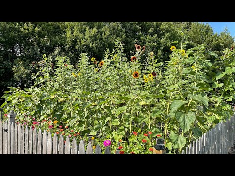 Giant Sunflower Garden Timelapse