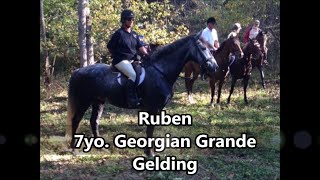 preview picture of video '**Ruben** 7yo Georgian Grande Gelding'