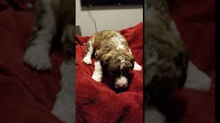 Video preview image #5 Bordoodle Puppy For Sale in CLEARFIELD, UT, USA