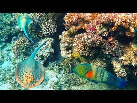 Red sea coral reef fish Stingray & Wrasse 4K Egypt snorkeling & diving. GoPro4black.