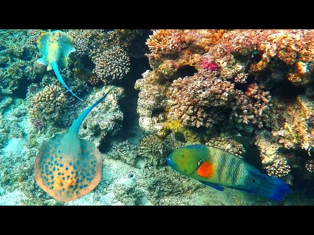 Red sea coral reef fish Stingray & Wrasse 4K Egypt snorkeling & diving. GoPro4black.