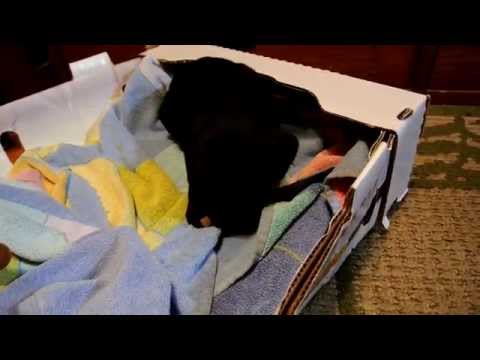 Lacy's first night with us.