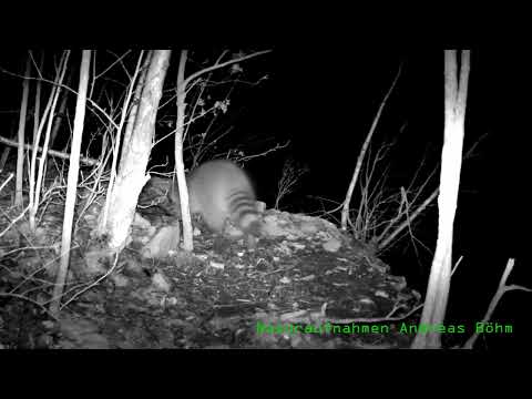 Uhu Angriff auf einen Waschbär am Horstplatz