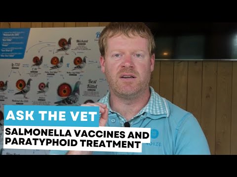 Ask the vet #4: Salmonella vaccination and Paratyphoid treatment