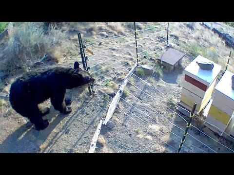 Many bears at the bee hives and how I saved them