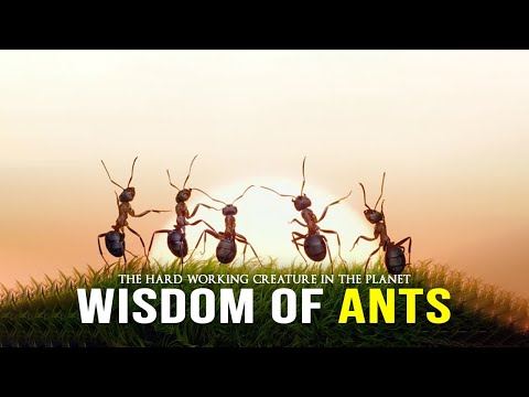 Wisdom Of The Ants - Best Motivational Video