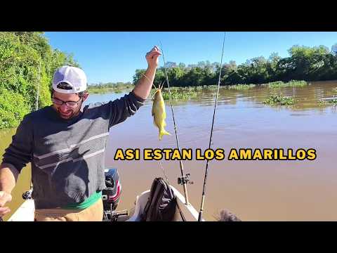 PESCA VARIADA EN MONTE VERA - temporada de amarillos 2026
