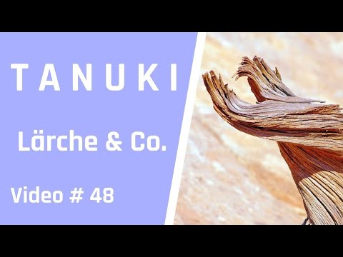 Wie man einem Nachmittag aus einem Stängel einen Bonsai macht