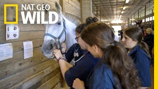 Hold Your Horse’s Tongue | Vet School