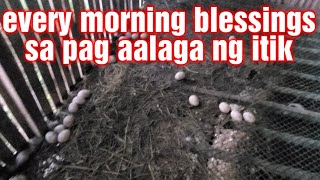 Pamumulot ng itlog sa umaga, daming blessings dala ng mga itik