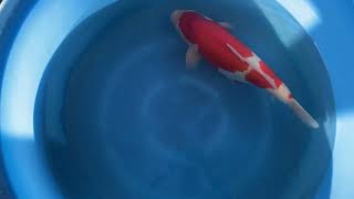 video van Kohaku 2310012