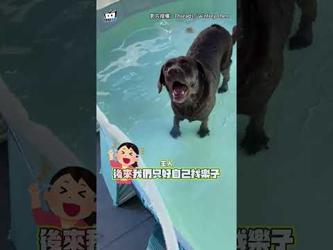 奴才興奮幫毛孩買小泳池！拉布拉多「四腳泡水」一臉無奈：想騙我洗澡？ #shorts